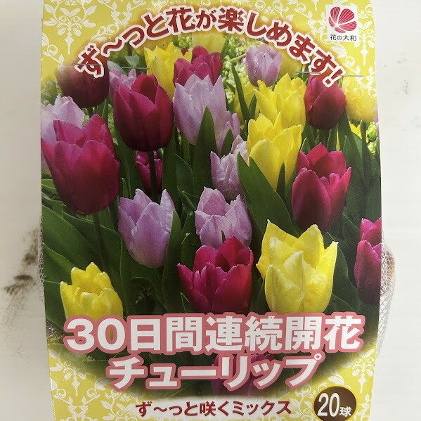 楽天市場】チューリップ球根 20球 ず～っと咲くミックス 30日連続開花