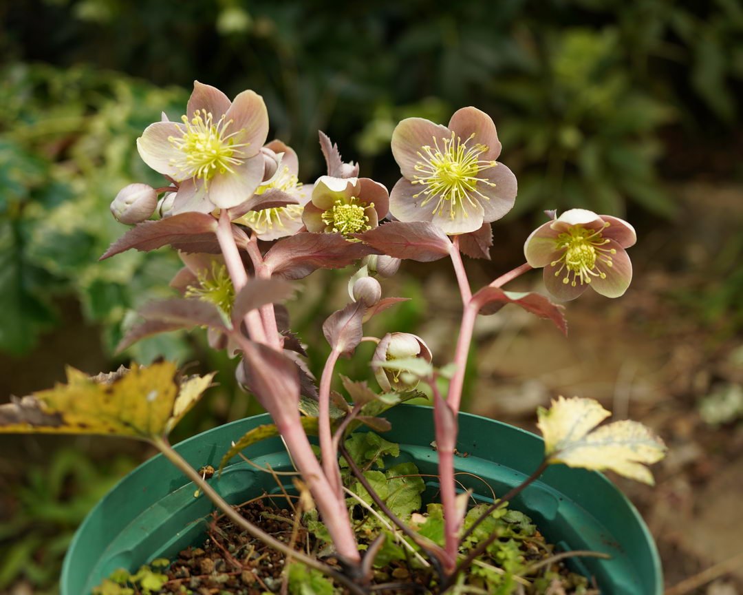 クリスマスローズの原種交配種（H.×ステルニー）｜園芸日記by野々口稔