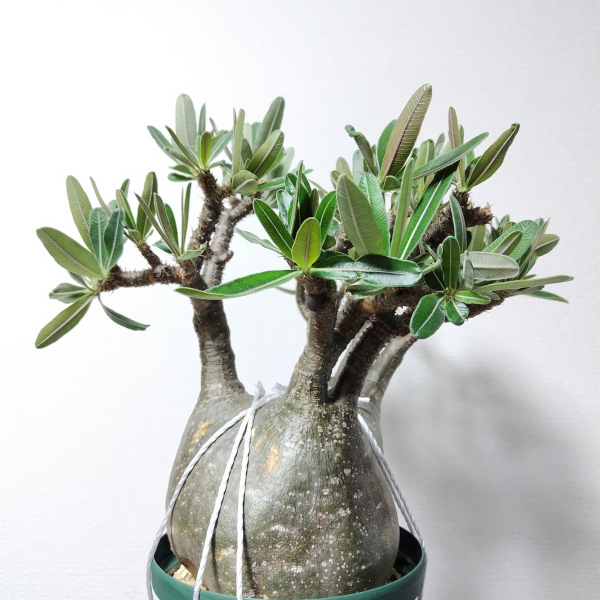 グラキリス現地球 発根管理②｜そだレポ（栽培レポート）byまんどれ