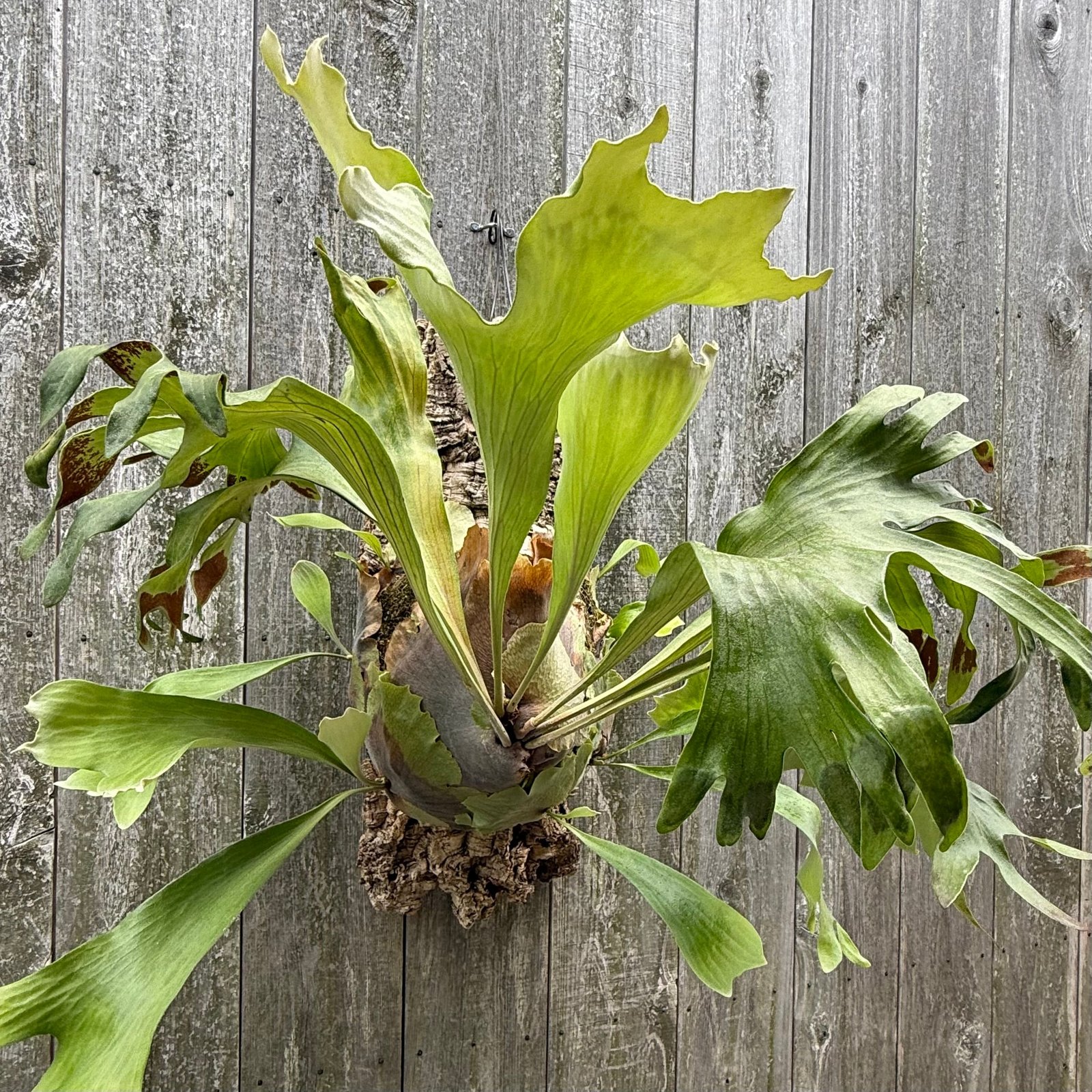 P.hillii Kylin | naturefix