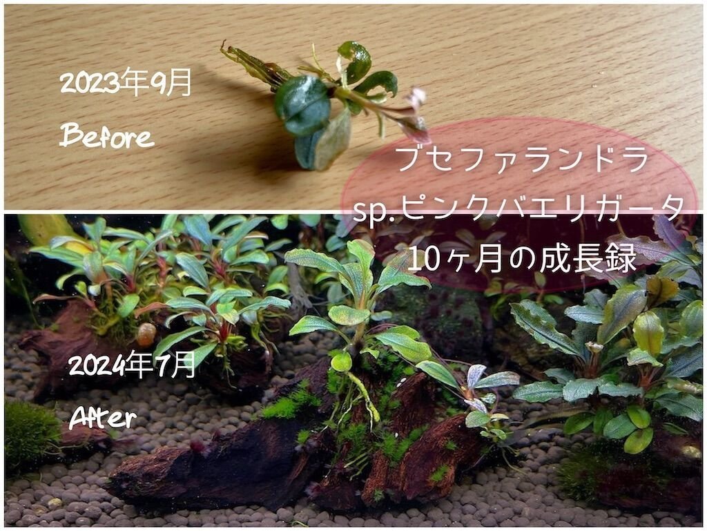 超レア！ブセファランドラsp.ピンクバエリガータの成長過程 - たなごGo！