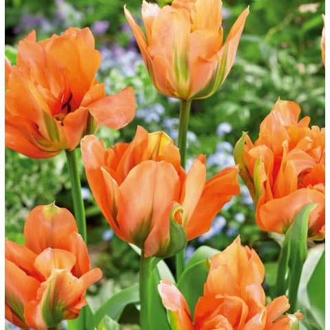 園芸ネット本店｜チューリップ（八重咲き）：ディズニーランドパリ 3球
