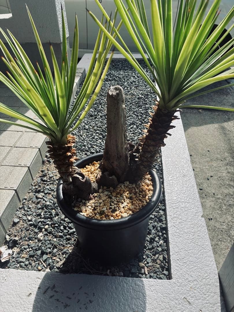 ユッカ　アロイフォリ　老木　株立 ユッカ（青年の木）