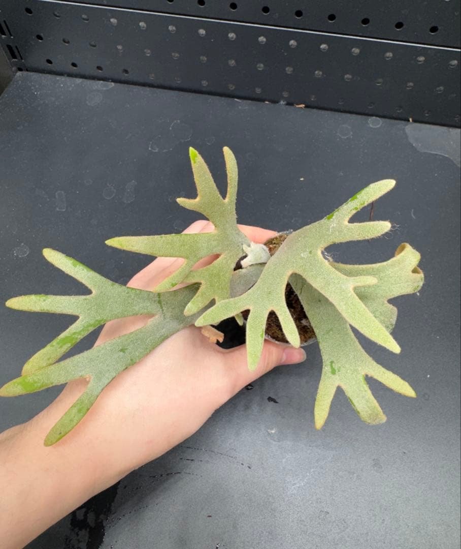 goul4711様 リクエスト 2点 まとめ商品